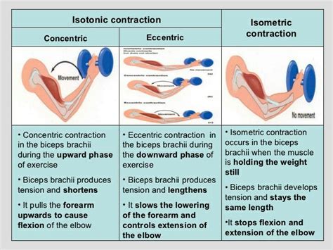 Types of muscle contractions | Eccentric contraction, Concentric vs ...