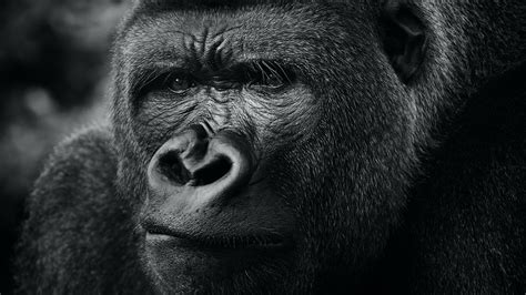 Download wallpaper 3840x2160 gorilla, primate, animal, black 4k uhd 16: ...