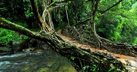 Living Root Bridges, Meghalaya: A Marvel Of Nature