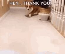 Thank You Dog Meme Gif The internet is practically synonymous with the ...