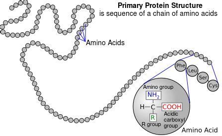 Enzyme structure and function - Wikiversity