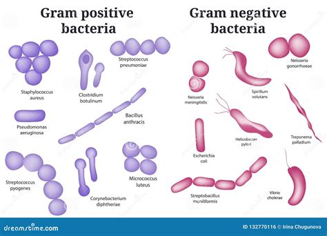 Gram Negative Bacteria Shape