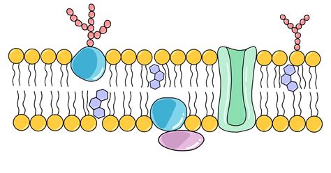 Fluid Mosaic Model