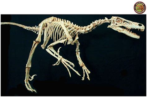 Velociraptor Skeleton For Sale | Dinosaur Corporation