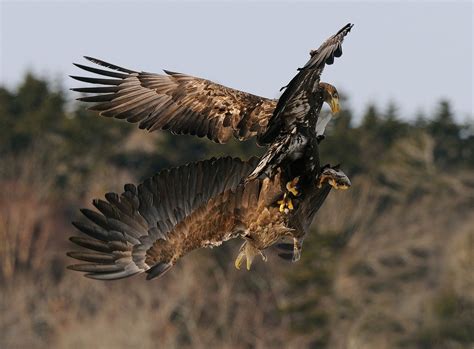 Eagle Fight by Harry Eggens / 500px | Eagle, Beautiful birds, Fight