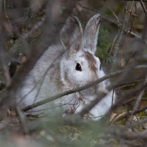 Snowshoe Hare - Facts, Diet, Habitat & Pictures on Animalia.bio