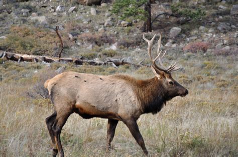 Definitive Guide To Rocky Mountain Elk Facts, Habitat, Conservation ...