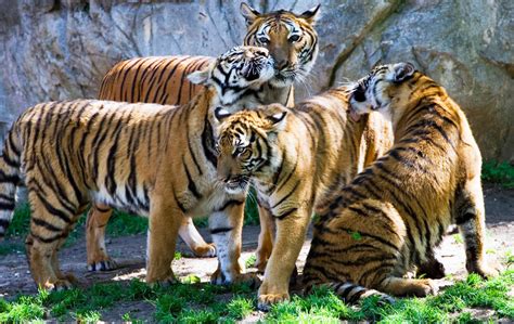 Tiger Group Photo by Waya37 on DeviantArt