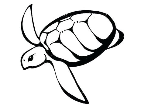 Sea Turtle Drawing Color | Free download on ClipArtMag