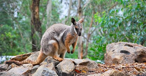 Featherdale Wildlife Park – Sydney | Sygic Travel