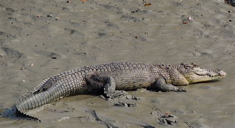 Sundarbans: Far off in the Mangroves