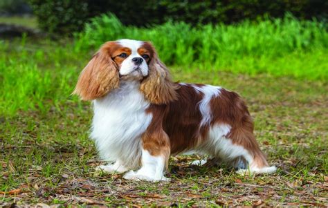 Do Cavalier King Charles Spaniels Bark a Lot?