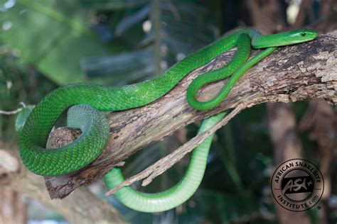 Snakes of around the world: Green Mamba