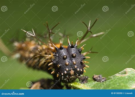 Spiky caterpillar face stock photo. Image of garden, park - 8138390