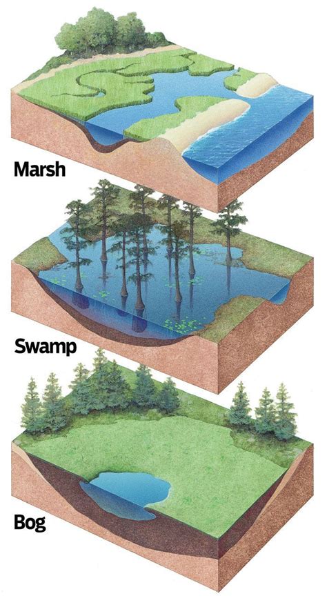 Infographic - marsh, swamp, bog | Science and nature, Physical ...