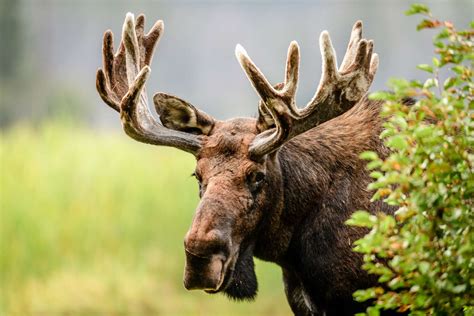 8 Marvelous Facts About Moose