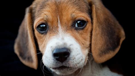 Download Face Puppy Dog Animal Beagle Image