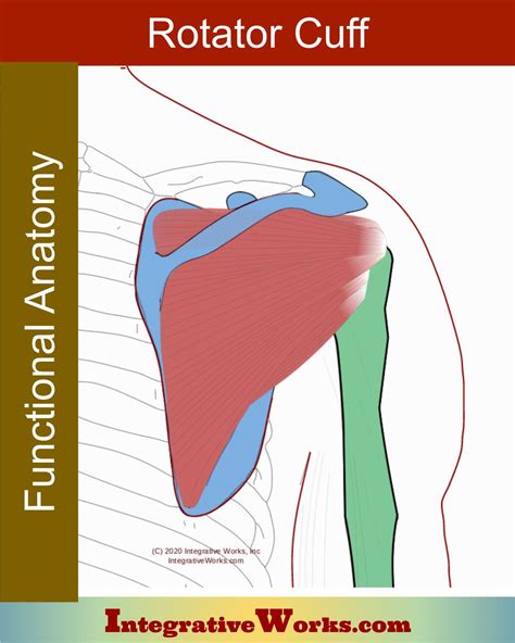 Rotator Cuff Anatomy