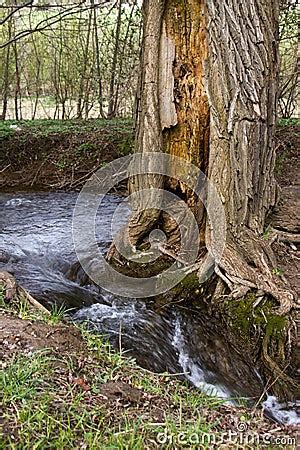 Hollowed-out Tree Royalty Free Stock Photos - Image: 20882248