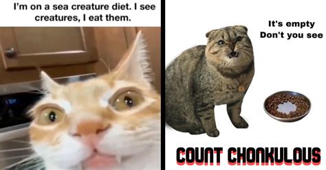 Funniest Fat Cat Memes of the Week That Remind Us That Felines are Just ...