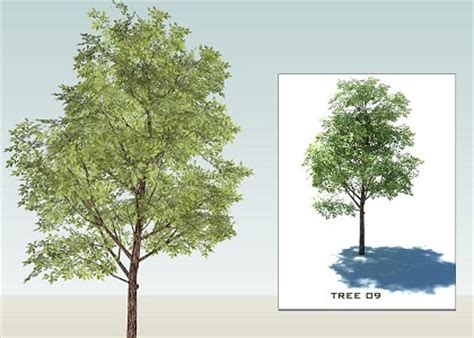 Free 3D Models - VEGETATION - SKETCHUP 3D TREES collection 1 - by ...