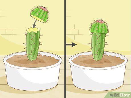 4 Ways to Propagate a Cactus - wikiHow