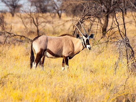 Animals That Live in the Namib Desert - WorldAtlas