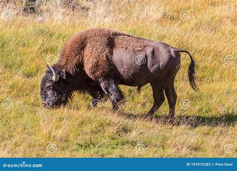 Bison Grazing in Yellowstone National Park Stock Photo - Image of ...