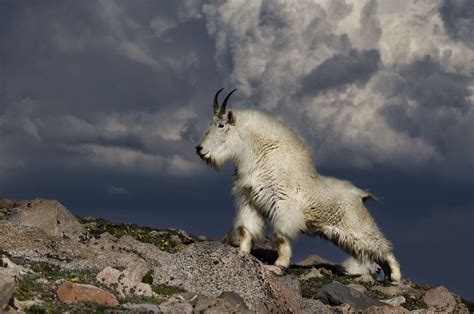 Mountain goat (Oreamnos americanus) | Mountain goat, Goats, Animals ...