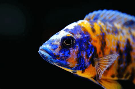 Top 10 Most Beautiful Colorful Fish Types | African cichlids, Cichlids ...