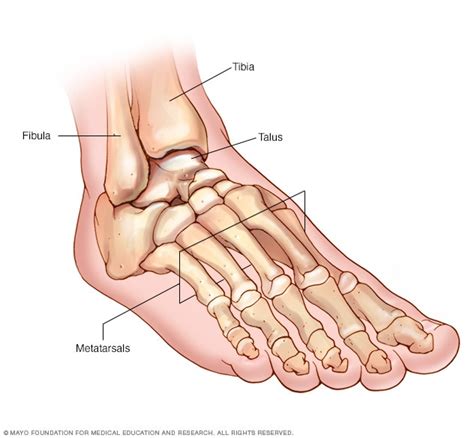 Foot and ankle bones - Mayo Clinic