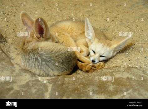 Fennec fox ears hi-res stock photography and images - Alamy