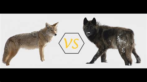 Wolf vs coyote howl. Difference between wolf and coyote. - YouTube