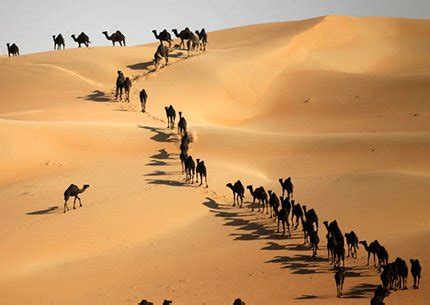 Liwa Desert Safari [Full Day Tour] Abu Dhabi - Desert Rose Tourism, Abu ...