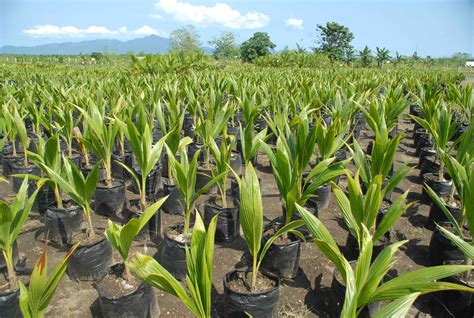 Coconut Farming Information Guide | Asia Farming