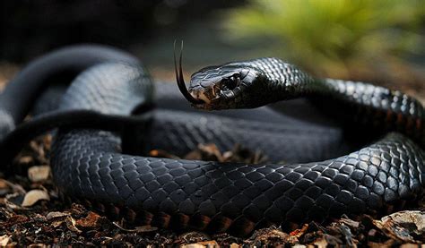 Black Mamba Snakes - Facts, Diet & Habitat Information