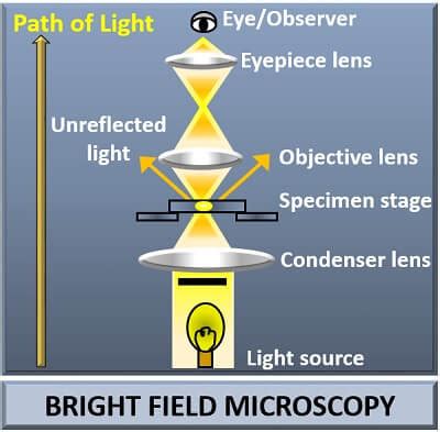 What is Bright Field Microscopy? Definition, Steps & Working - Biology ...