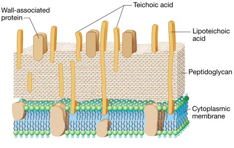 Teichoic Acid: Structure, Functions – Microbe Online