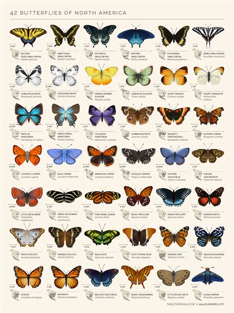 An animated chart of 42 North American butterflies