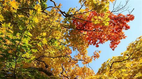 Japanese Maple Tree Yellow Leaves - agnes-siimpliiciity