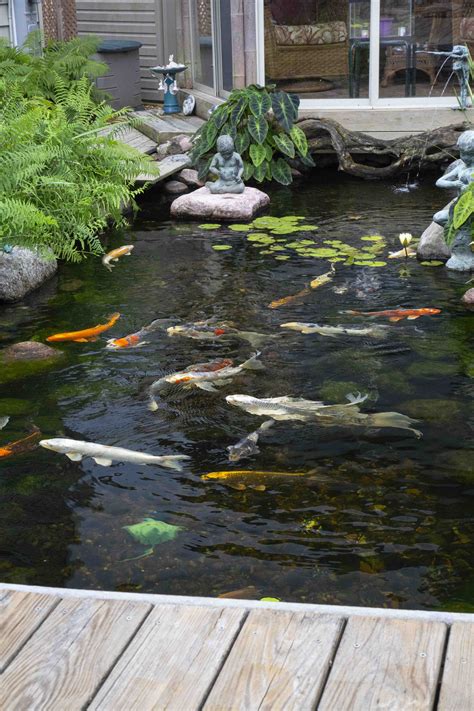 Koi Pond Maintenance Near Me | Wonderful Koi