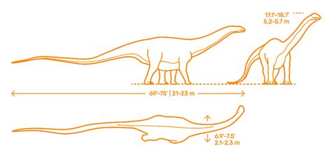 Apatosaurus (Apatosaurus ajax) Dimensions & Drawings | Dimensions.com