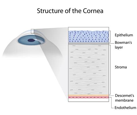 What Is The Cornea? - Ophthalmic Consultants of Vermont