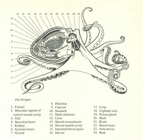 Octopus, Octopod, Octopuses anatomy diagram. The most noble and ...