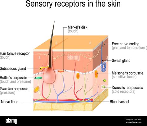 sensory receptors in the skin. Pressure, vibration, temperature, pain ...