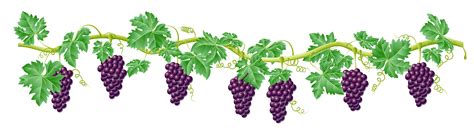 Grape Vine Png