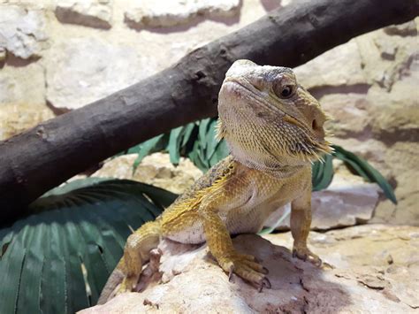 Bearded Dragon Habitat Lighting