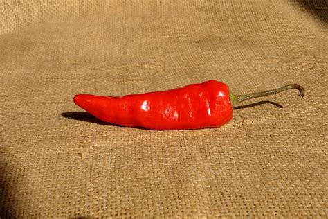 Free red chilli Stock Photo - FreeImages.com