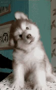 Dog Shake Head GIF - Dog Shake Head Dance - Discover & Share GIFs