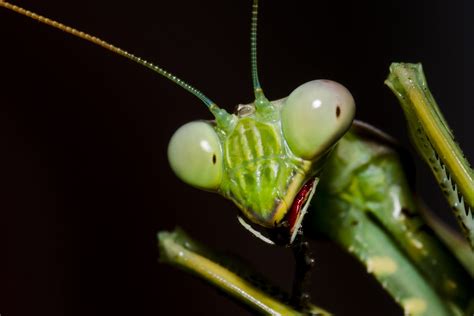 10 Wondrous Praying Mantis Facts